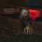 FUN LITTLE TOYS Halloween Décor Groundbreaker Zombie, Scary Outdoor Halloween Decoration